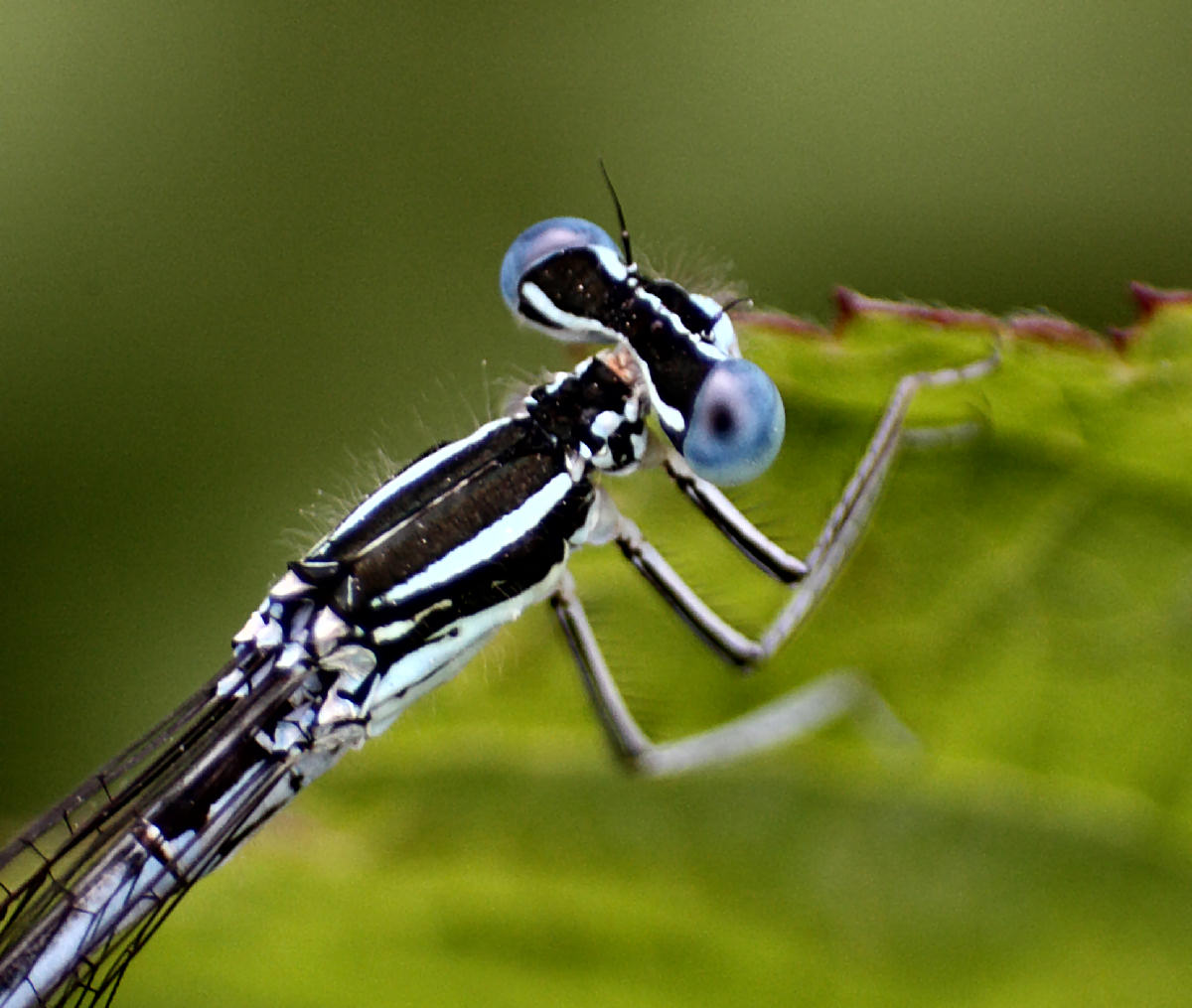 Platycnemis pennipes